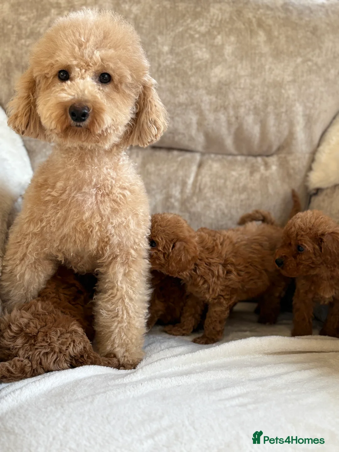 Miniature Poodle dogs for sale: 4 gorgeous miniature girl poodles - Advert 3