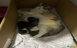 Ragdoll cats for sale: 3x Ragdoll X kittens - Image 10