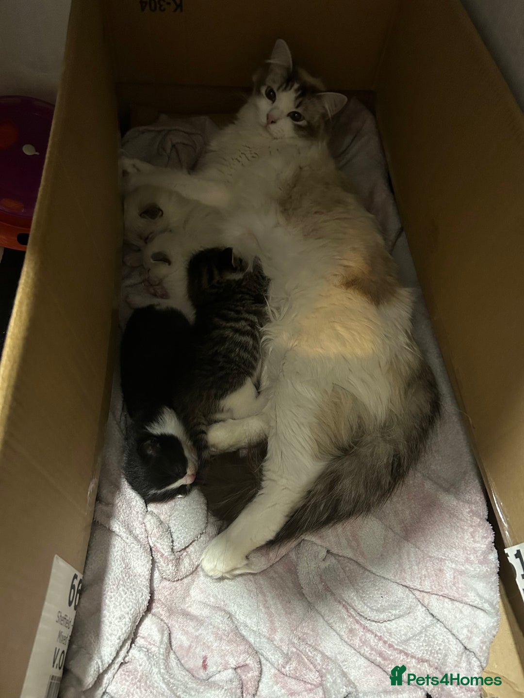 Ragdoll cats for sale: 3x Ragdoll X kittens - Image 10