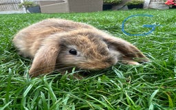 Mini Lop rabbits for sale: Mini Lop Male and Female Rabbits For Sale  - Image 27
