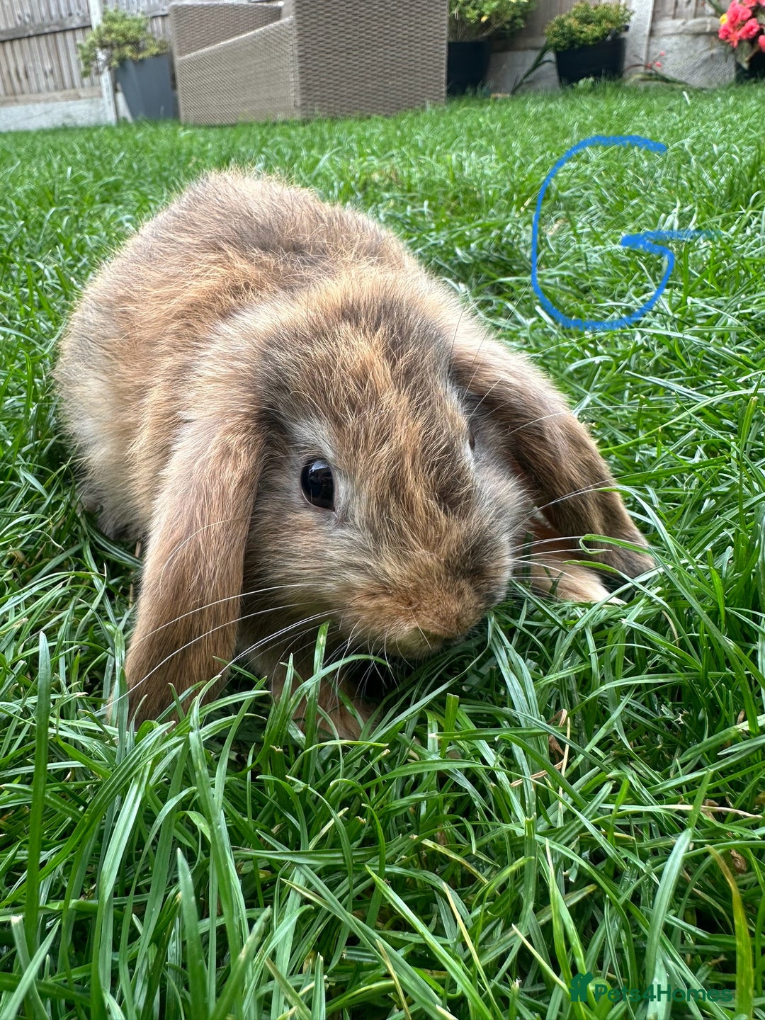 Mini Lop rabbits for sale: Mini Lop Male and Female Rabbits For Sale  - Image 27