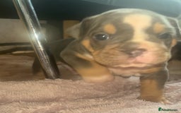 Olde English Bulldogge dogs for sale: ‼️⭐️LAST 2⭐️‼️OEB PUPS- Jabbed & Chipped - Image 3