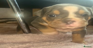 Olde English Bulldogge dogs - Advert 3