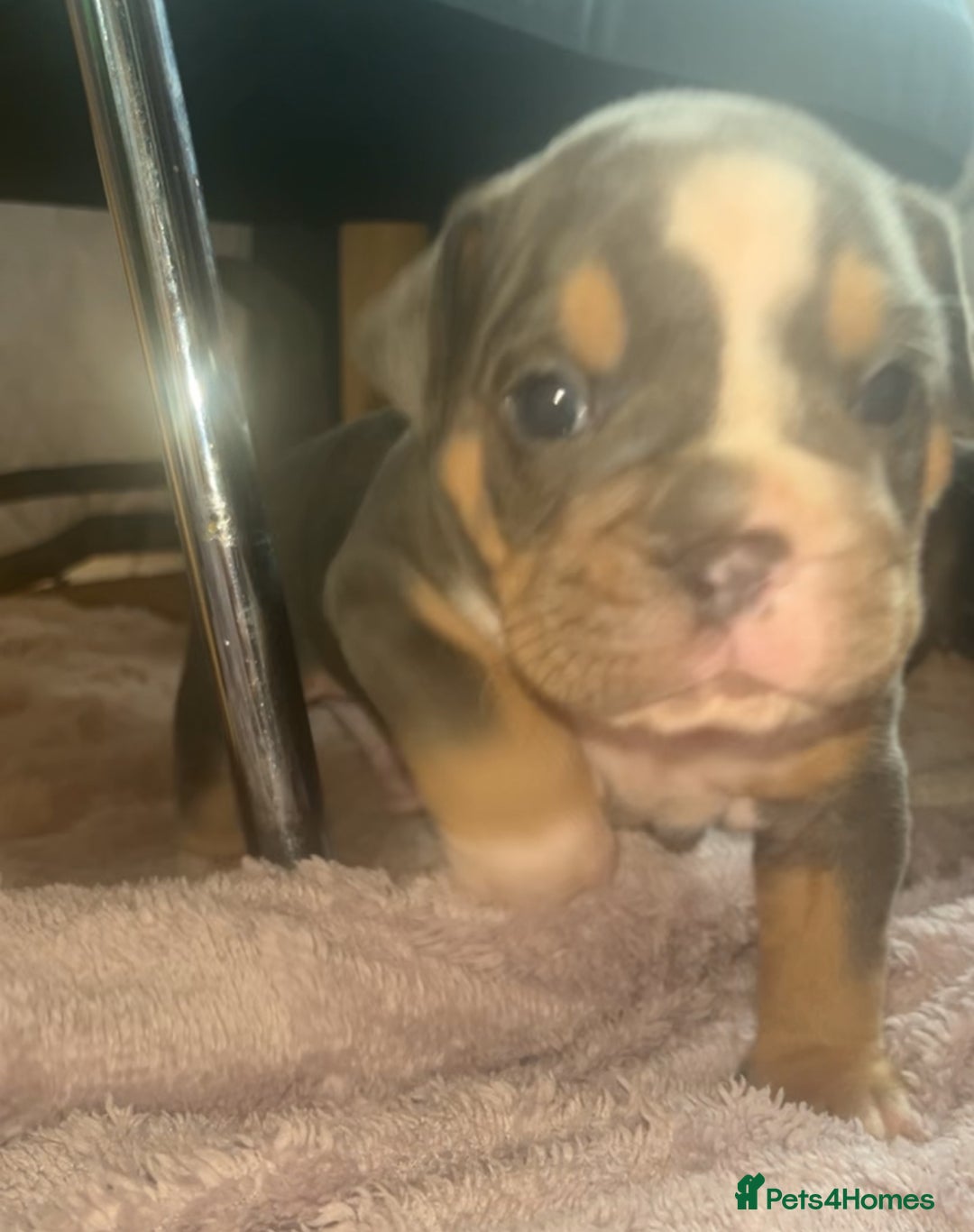 Olde English Bulldogge dogs for sale: ‼️⭐️LAST 2⭐️‼️OEB PUPS- Jabbed & Chipped - Image 3