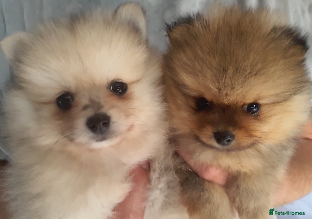 Pomeranian dogs for sale: Outstanding Tiny Pomeranian Puppies - Image 1