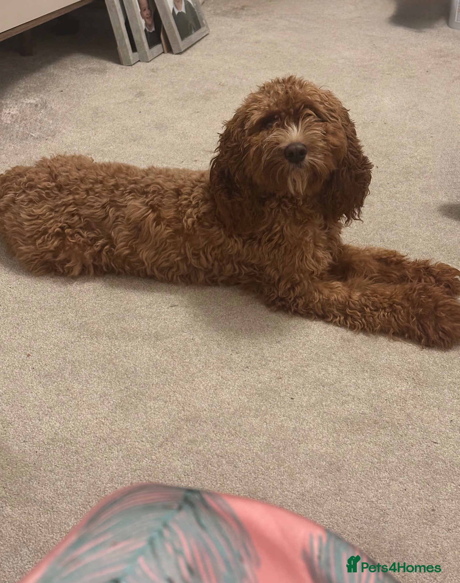 Cavapoo dogs Cavapoo just turned 1 - Advert 1