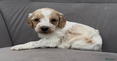 Cockapoo dogs - Advert 5