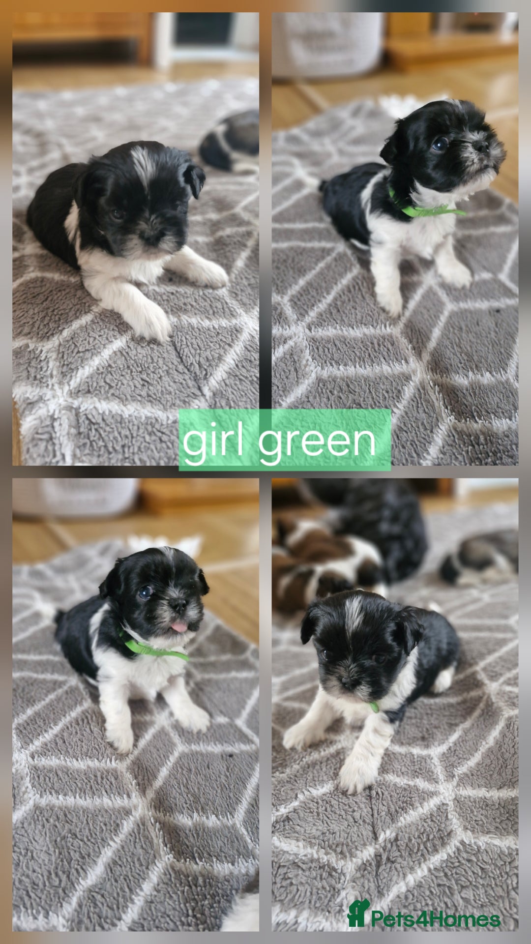 Mixed Breed dogs for sale:  Gorgeous Shih tzu poppies .🐶🐾 - Image 11