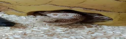 Snake reptiles for sale: Male Caramel Hognose Snake – Healthy & tame  in Shrewsbury - Advert 5