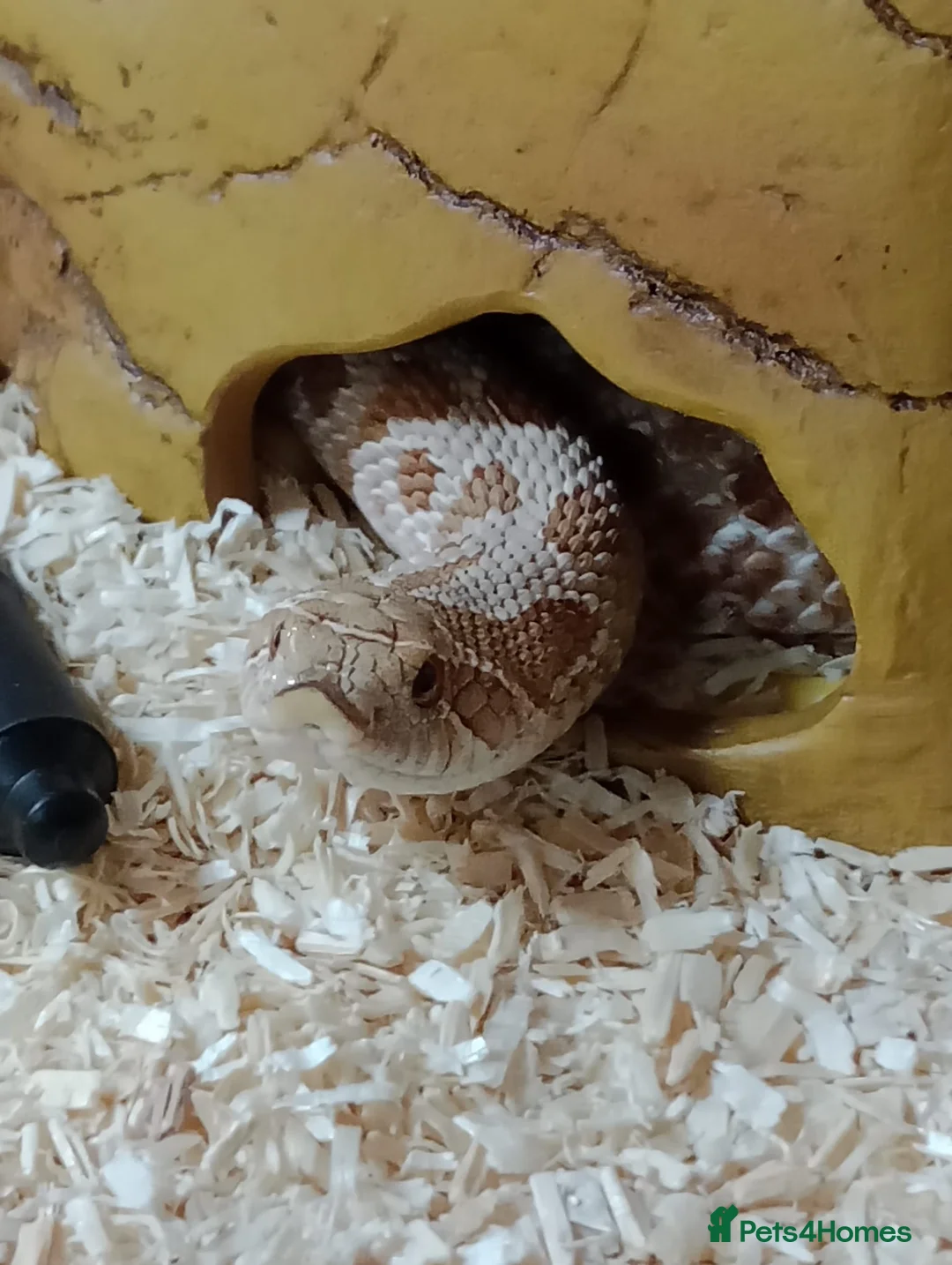 Snake reptiles for sale: Male Caramel Hognose Snake – Healthy & tame  in Shrewsbury - Advert 5