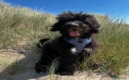 Bernedoodle dogs for sale: Jamie - Image 5