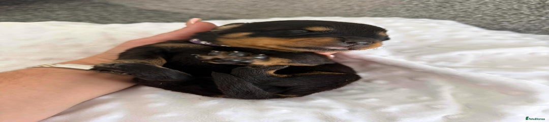 Rottweiler Puppy 2