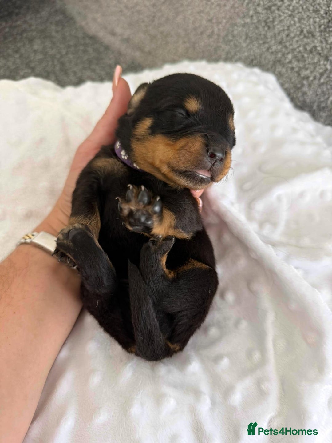 Rottweiler dogs for sale: Stunning chunky Rottweiler puppies - Image 11