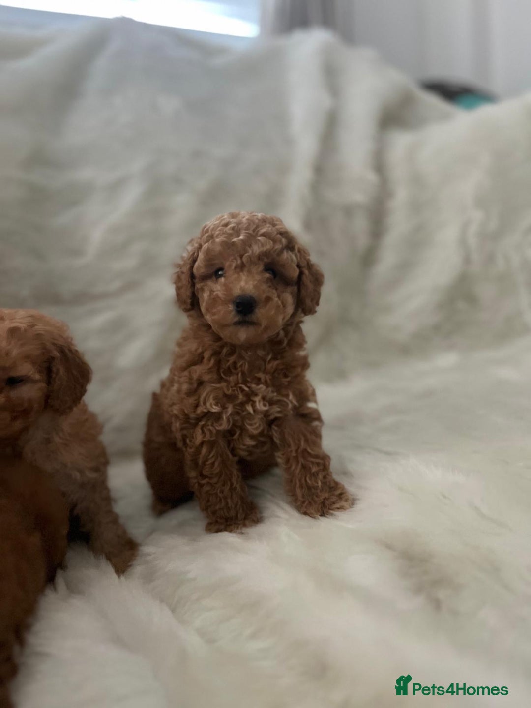 Cavapoo dogs for sale: Mixed litter of adorable cavapoo puppies - Advert 11