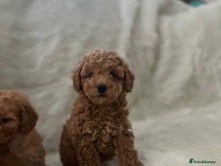 Cavapoo dogs Mixed litter of adorable cavapoo puppies - Advert 2