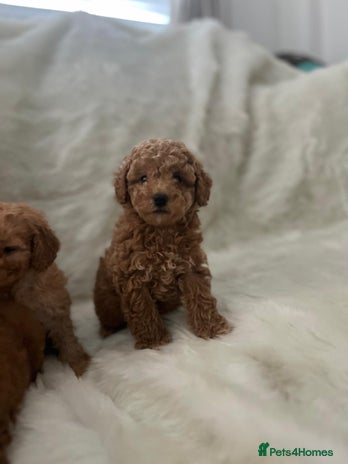 Cavapoo dogs Mixed litter of adorable cavapoo puppies - Advert 10
