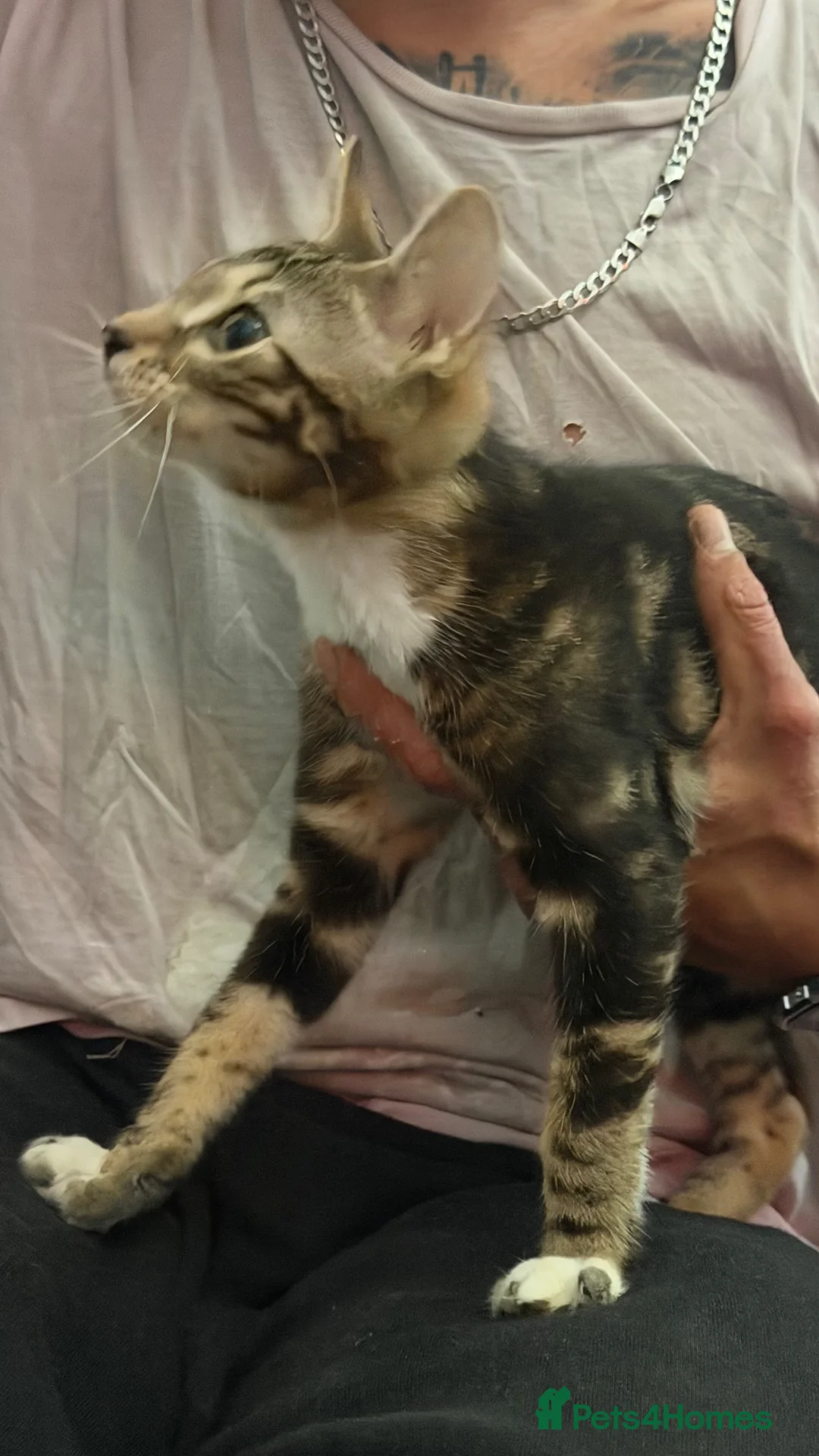 Bengal cats for sale: Adorable bengal kittens - marble bengal   in London - Advert 25