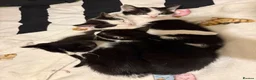 Mixed Breed cats for sale: Kittens  - Advert 16