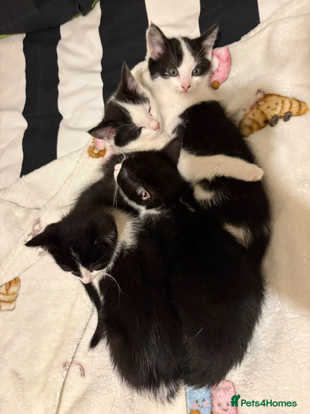 Mixed Breed cats for sale: Kittens  - Advert 16