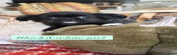 Chihuahua dogs for sale: Long Coat Russian bloodline Chihuahua - Advert 7