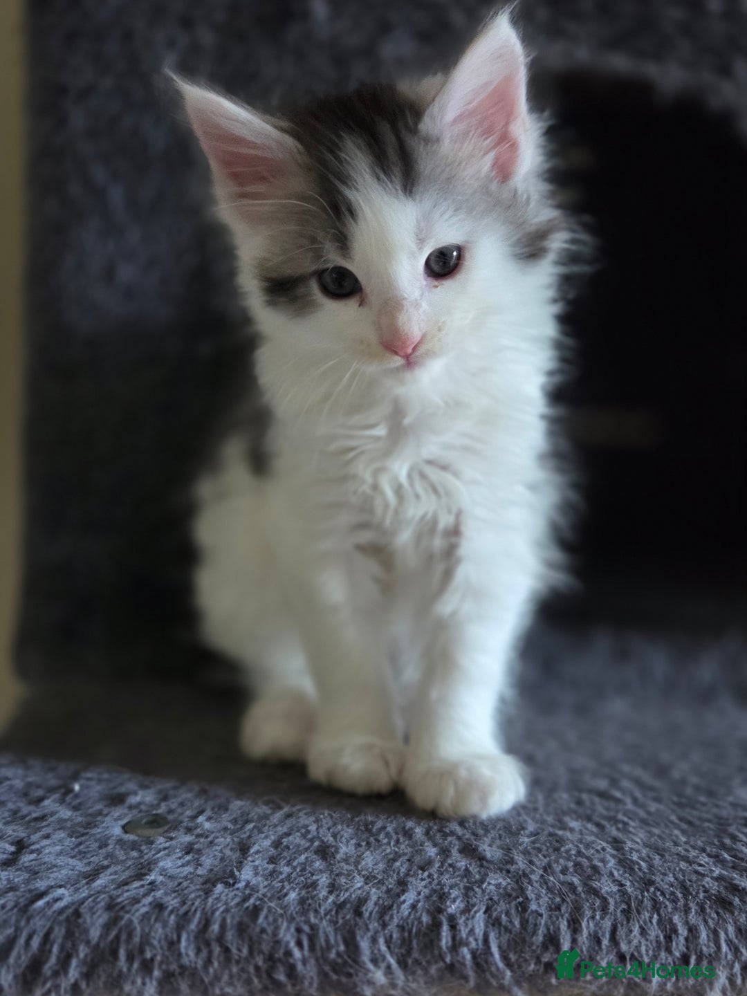 Maine Coon cats for sale: Variety of Maine coon kittens - Image 27