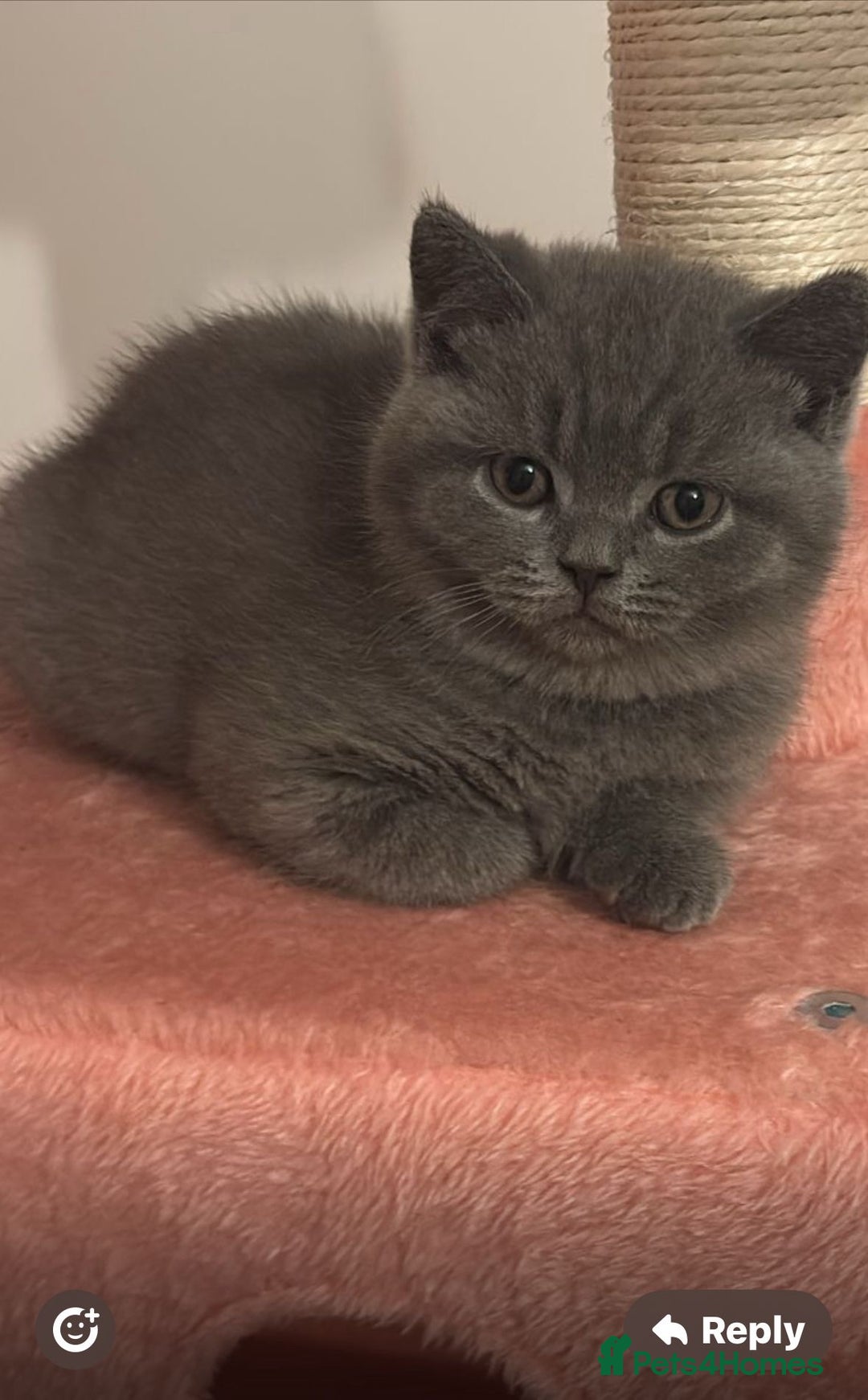 British Shorthair cats for sale: 🧸✨6 Chunky British Shorthair Kittens For Sale✨🧸 - Advert 31