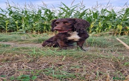 Cocker Spaniel dogs for stud: Working cocker spaniel for stud.  - Image 2