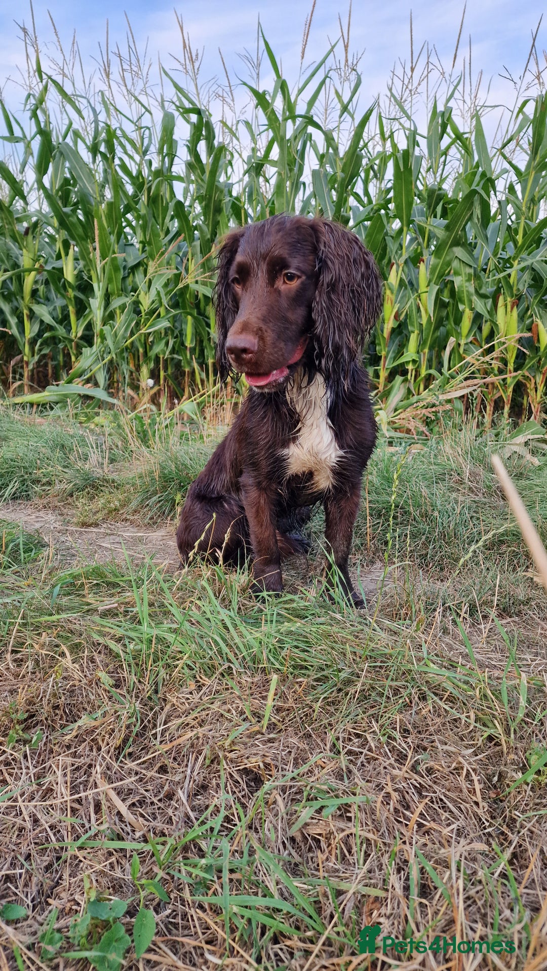 Cocker Spaniel dogs for stud: Working cocker spaniel for stud.  - Image 2