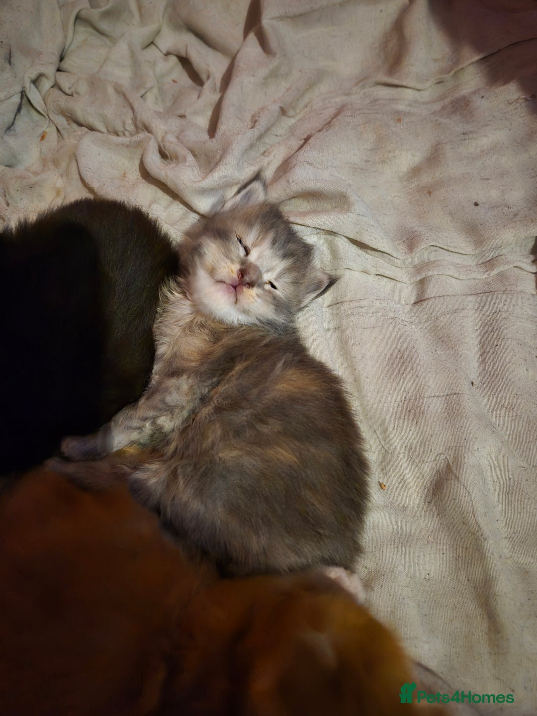 Maine Coon cats for sale: Russian /xxl maine coon - Advert 27