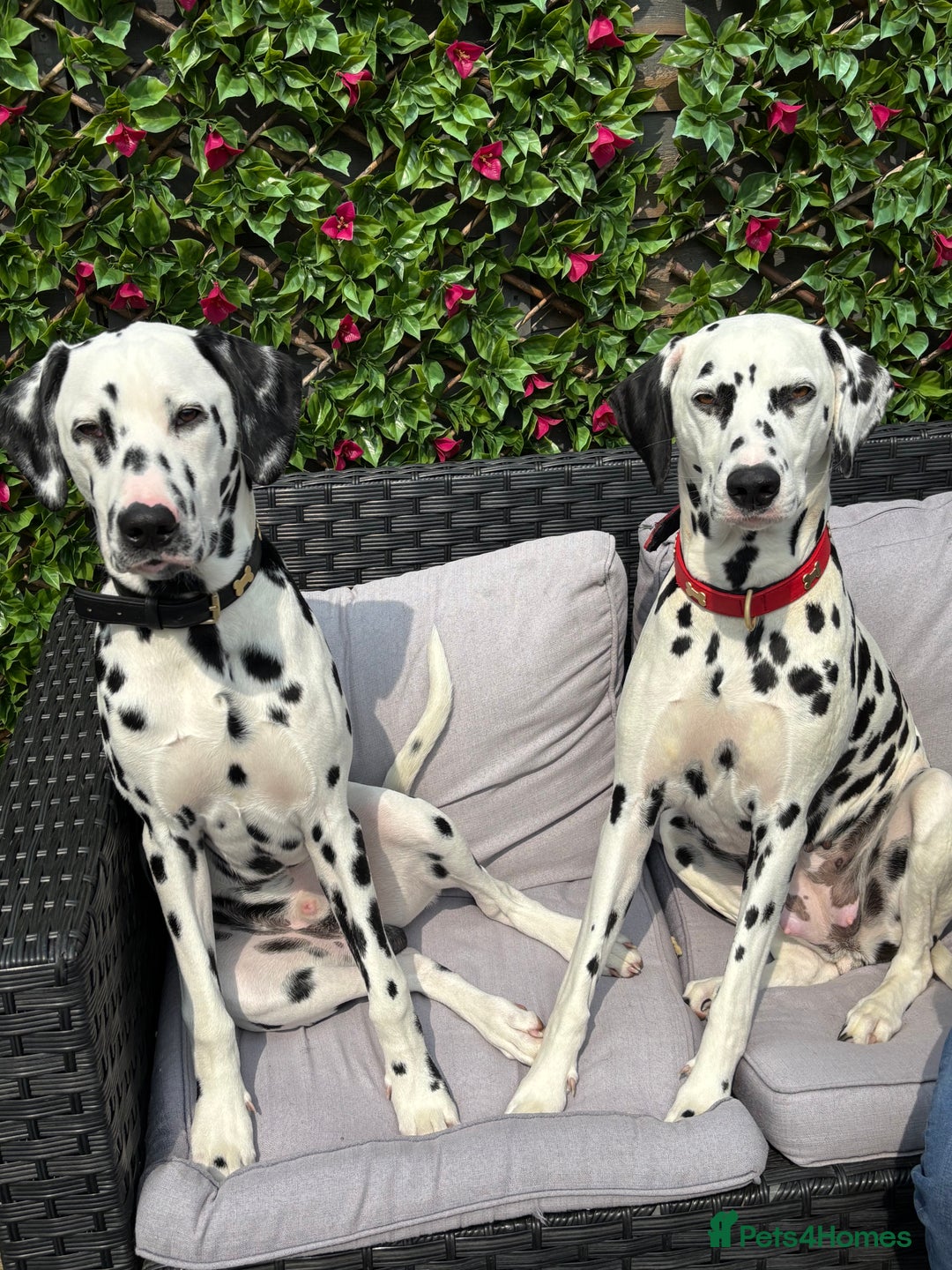 Dalmatian dogs for sale: Dalmatian puppies - Advert 10