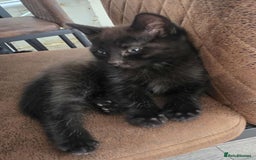 Mixed Breed cats for sale: Adorable black female - Image 2