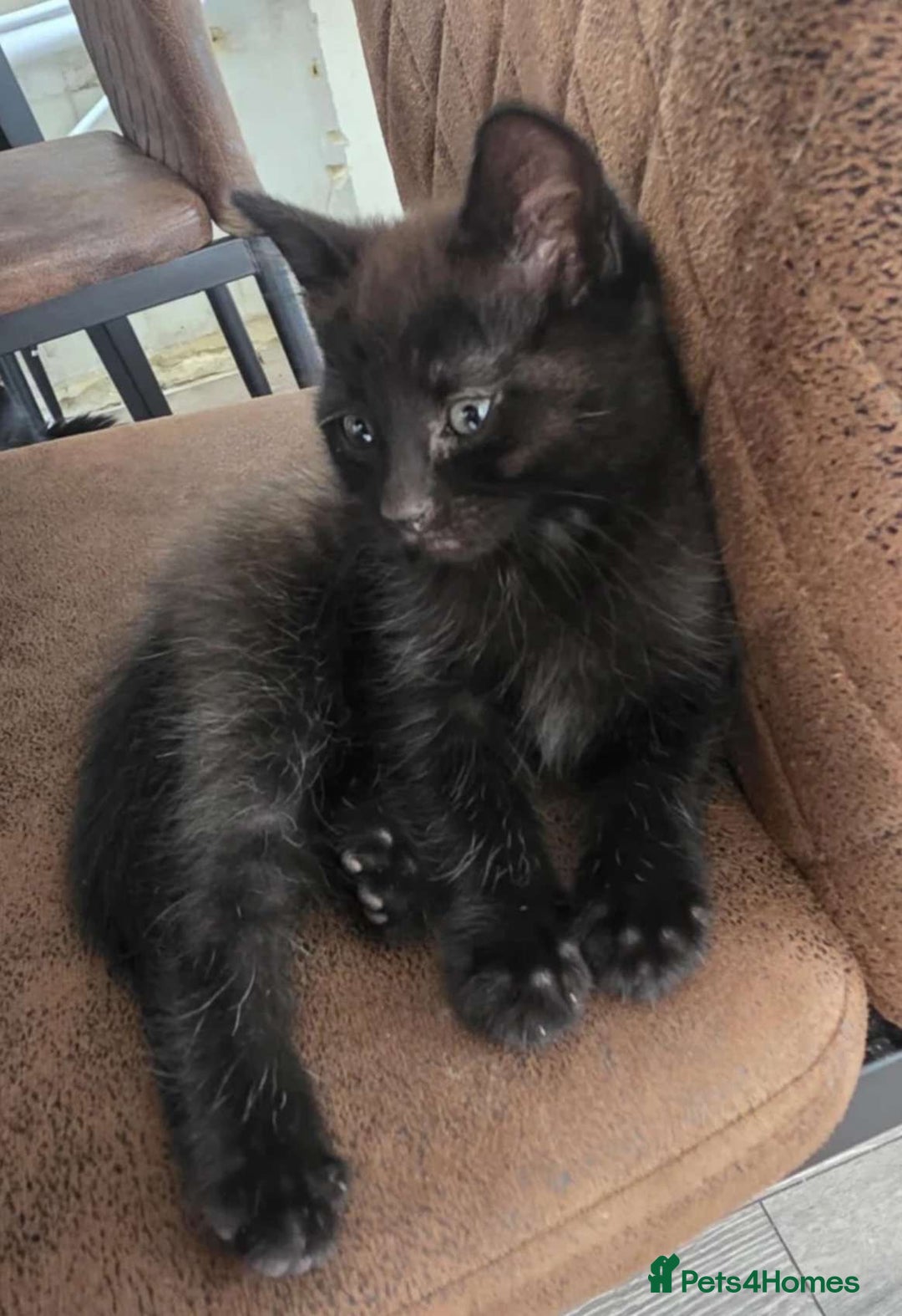Mixed Breed cats for sale: Adorable black female - Image 2