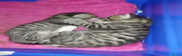 British Shorthair cats for sale: Tabby british shorthair kittens - Advert 19