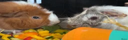 Guinea Pig rodents for sale: Two female guinea pigs in Lowestoft - Advert 4