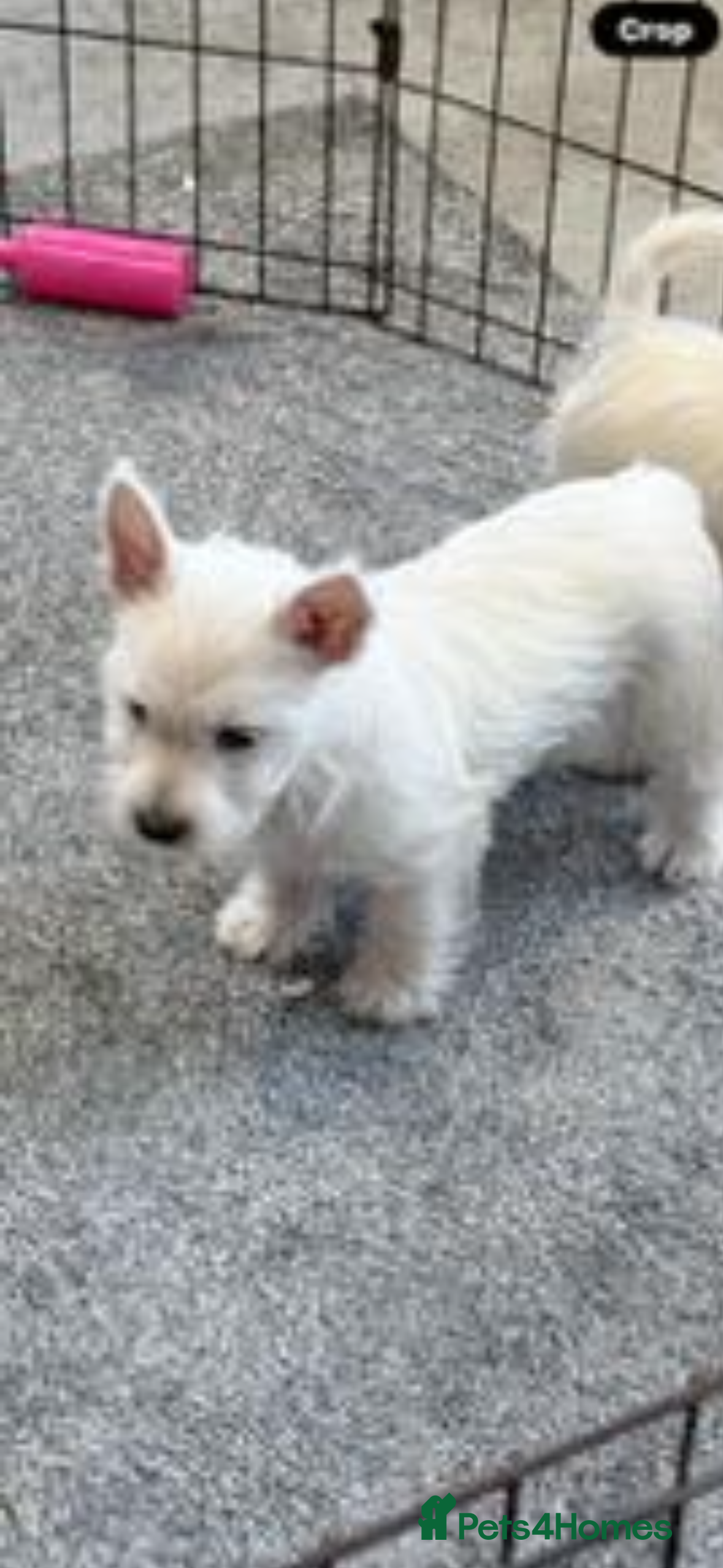 West Highland Terrier dogs KC REGISTERED WEST HIGHLAND TERRIERS - Advert 1