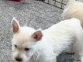 West Highland Terrier dogs KC REGISTERED WEST HIGHLAND TERRIERS - Advert 3