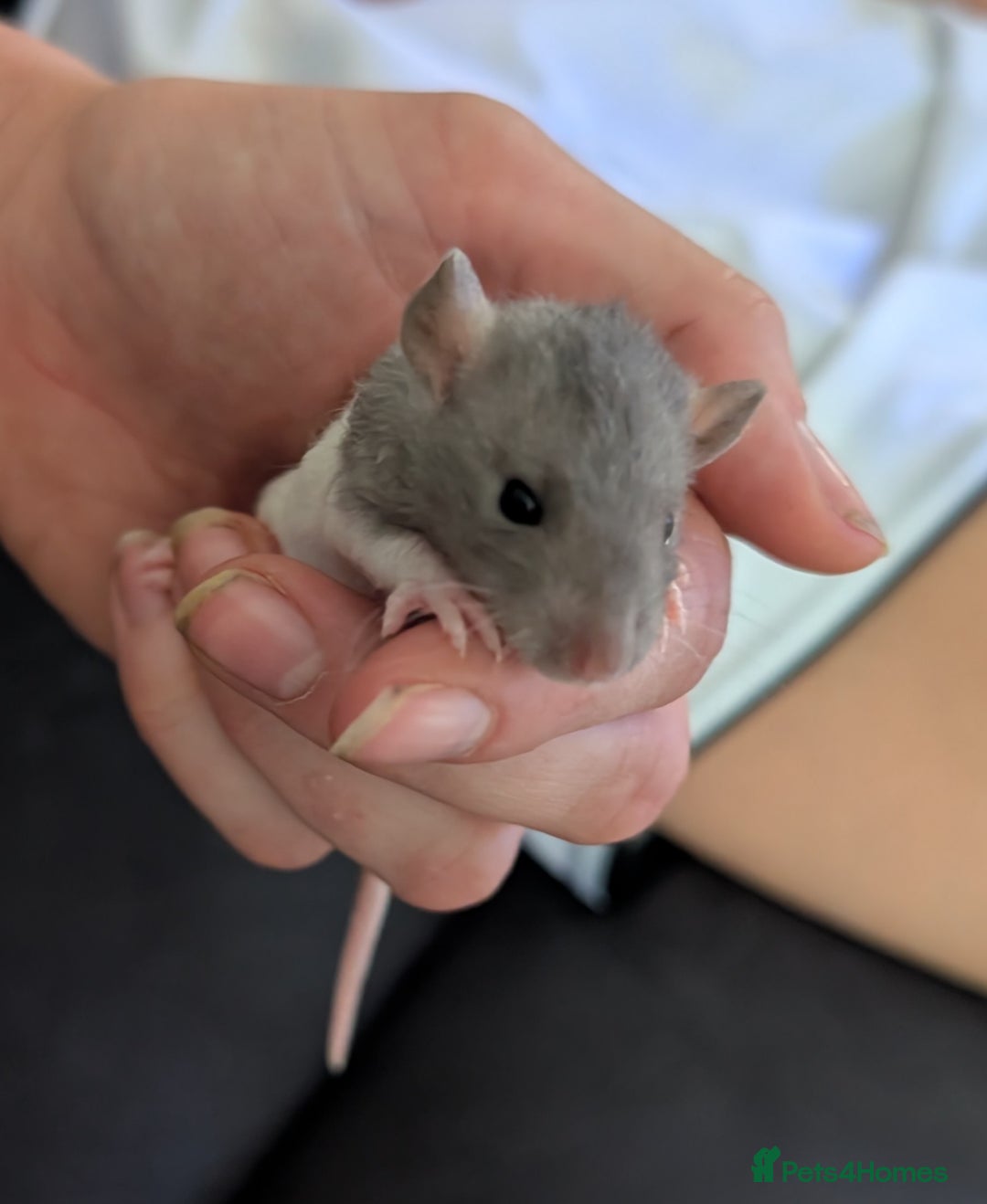 Rat rodents for sale: Mix of rex and straight fur babies(grey and white) - Image 5