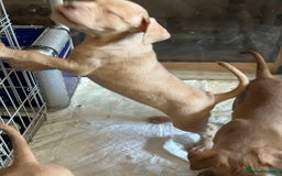 Mastiff dogs for sale: Mastiff X Pups - Image 5