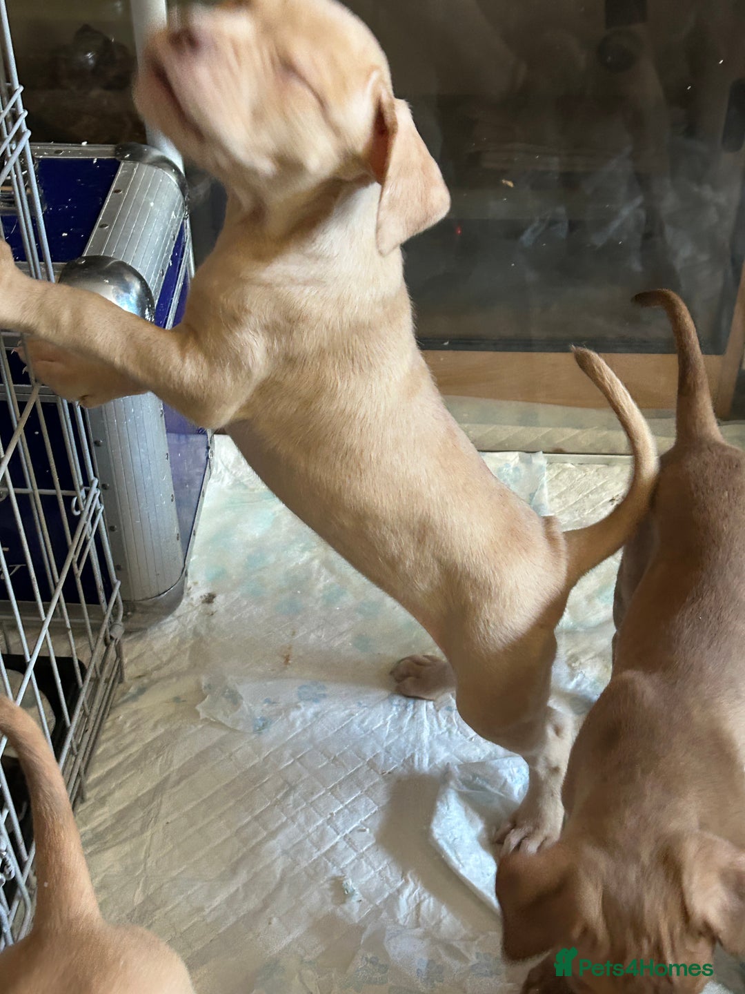 Mastiff dogs for sale: Mastiff X Pups - Image 5