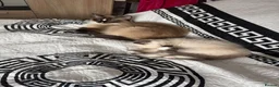 Ragdoll cats for sale: Ragdoll Kittens - 1 Available - Advert 7