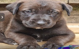 Mixed Breed dogs for sale: GREAT DANE X GERMAN SHEPHERD PUPPIES READY TO GO - Image 1