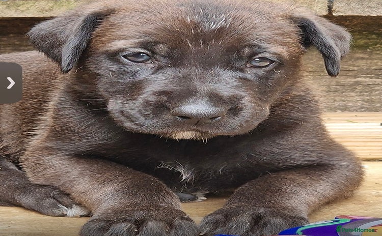 Mixed Breed dogs - Advert 1