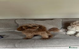 Toy Poodle dogs for stud: Health tested fox red toy poodle stud  in Stevenage - Image 40