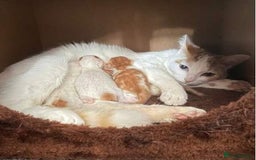 Turkish Van cats for sale: Turkish van male kitten  - Image 1