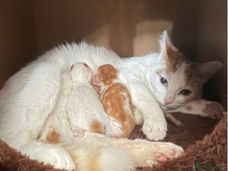 Turkish Van cats for sale - Advert 1