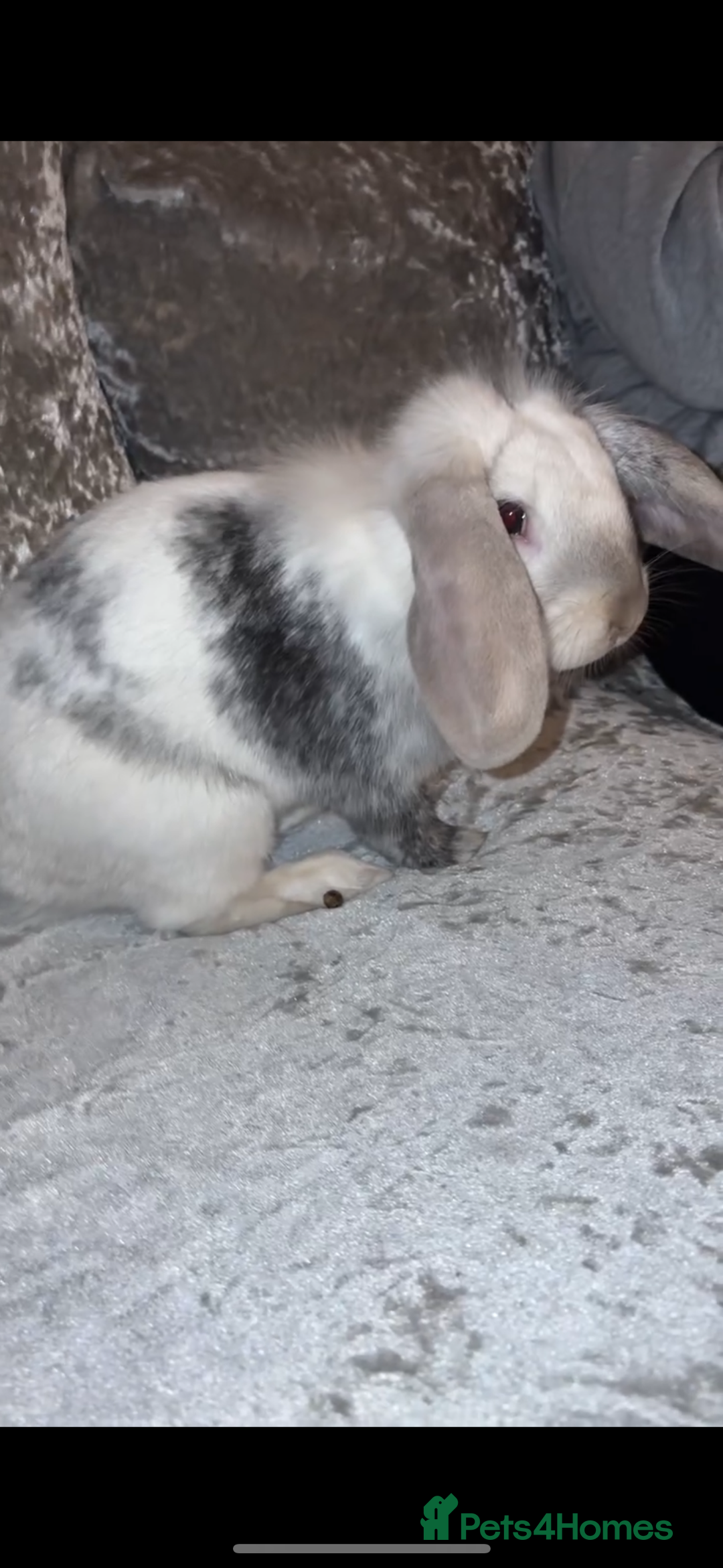 Lionhead rabbits for sale: Bonnie the rabbit  - Image 4