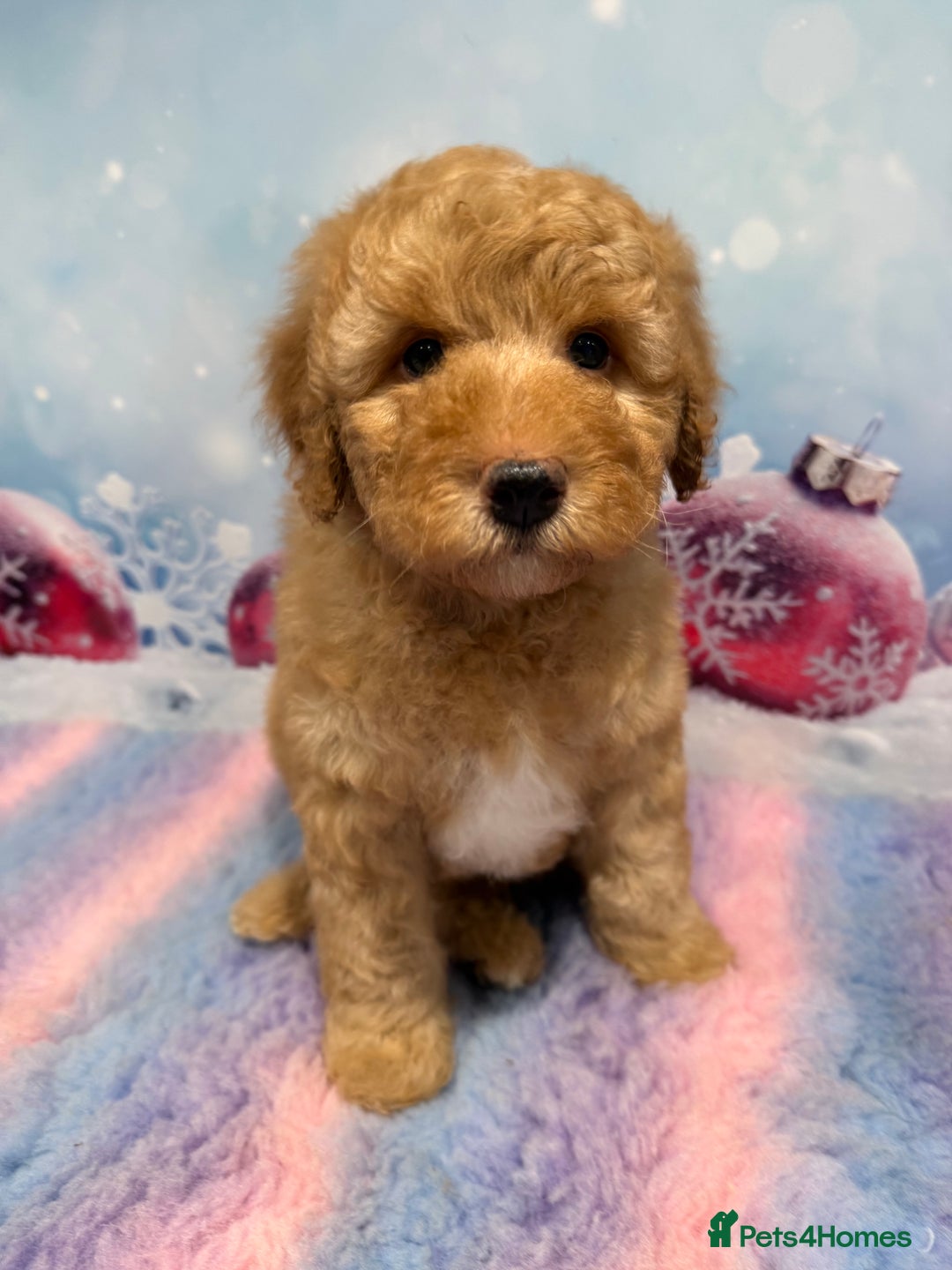 Bernedoodle dogs for sale: Bernedoodles - Advert 11