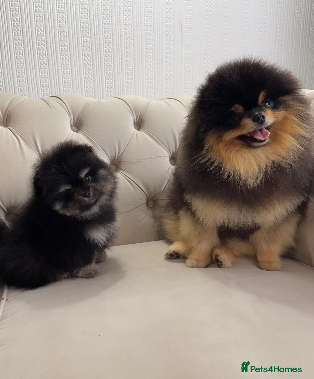 Pomeranian dogs for stud: Pomeranian Gentleman Available for Stud 🐾 - Advert 18