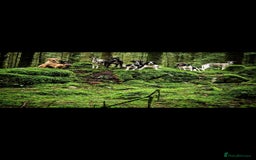 Whippet dogs for sale: Kc reg whippet litter - Image 12
