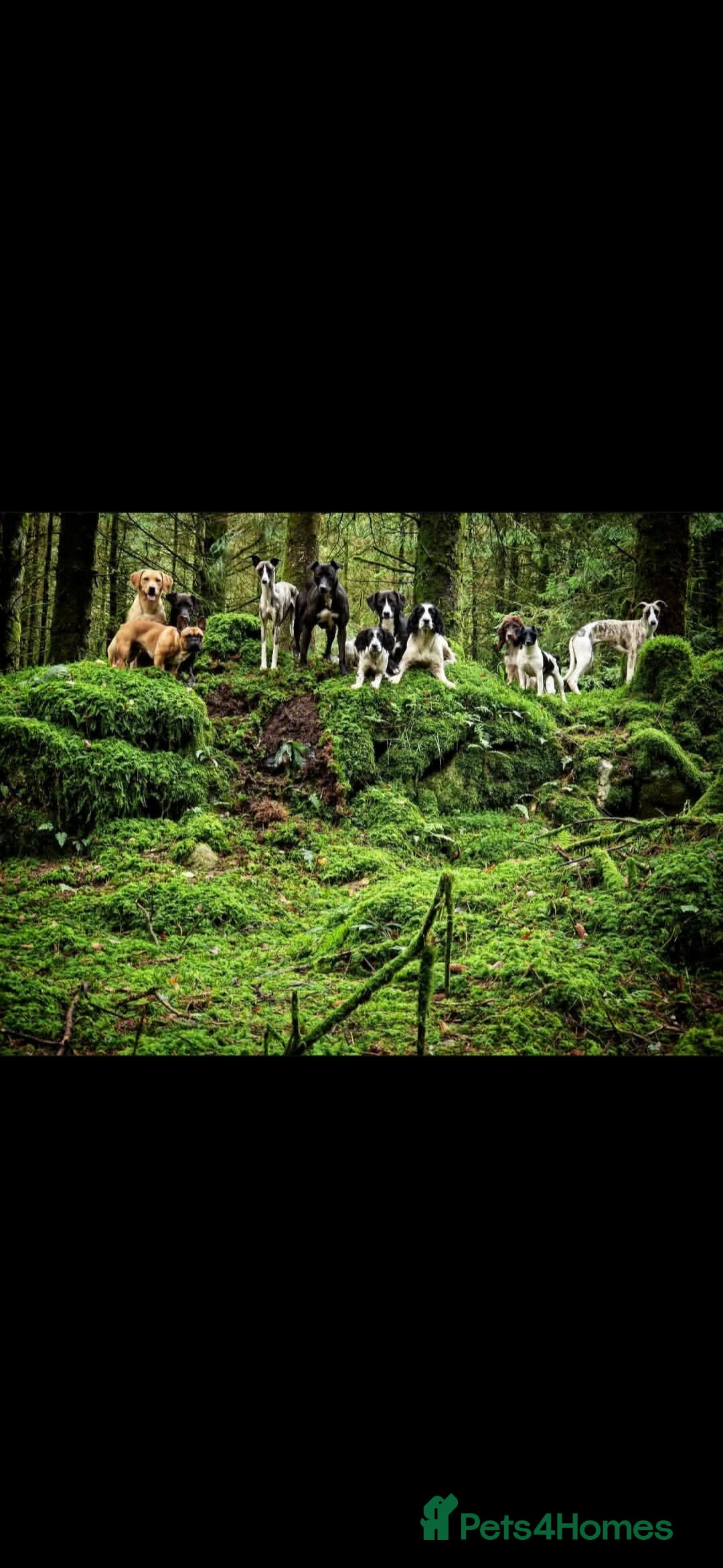 Whippet dogs for sale: Kc reg whippet litter - Image 12